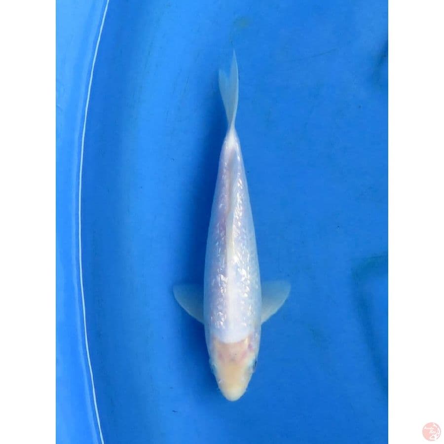28cm - Shiromuji Ginrin Male