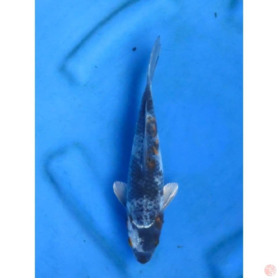 24cm - Kage Showa