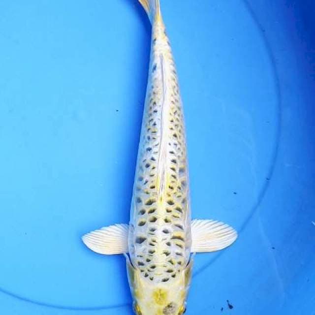 Aragoke 36 cm