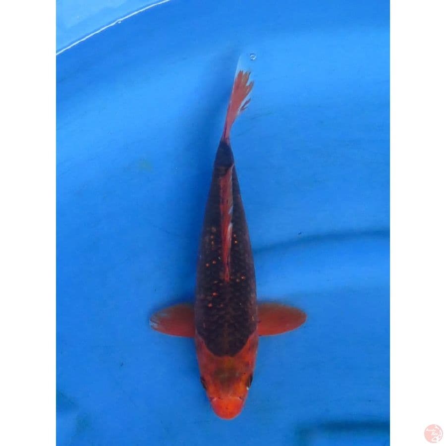 28cm - Male Matsuba