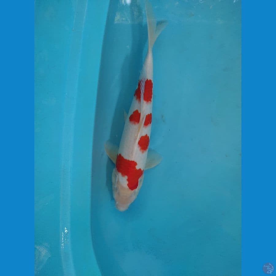 kohaku male alus 35 cm