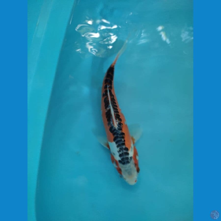susuwi 33cm male