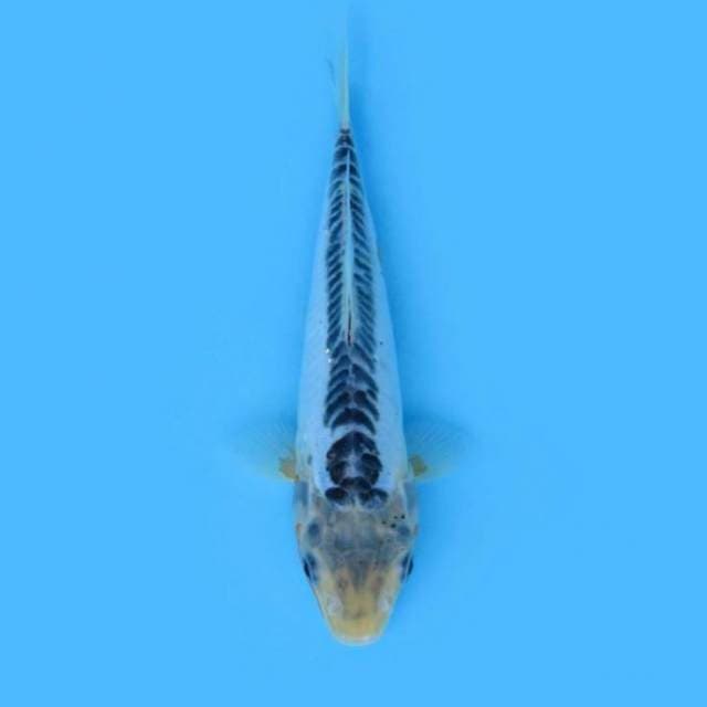 24CM - SHUSUI