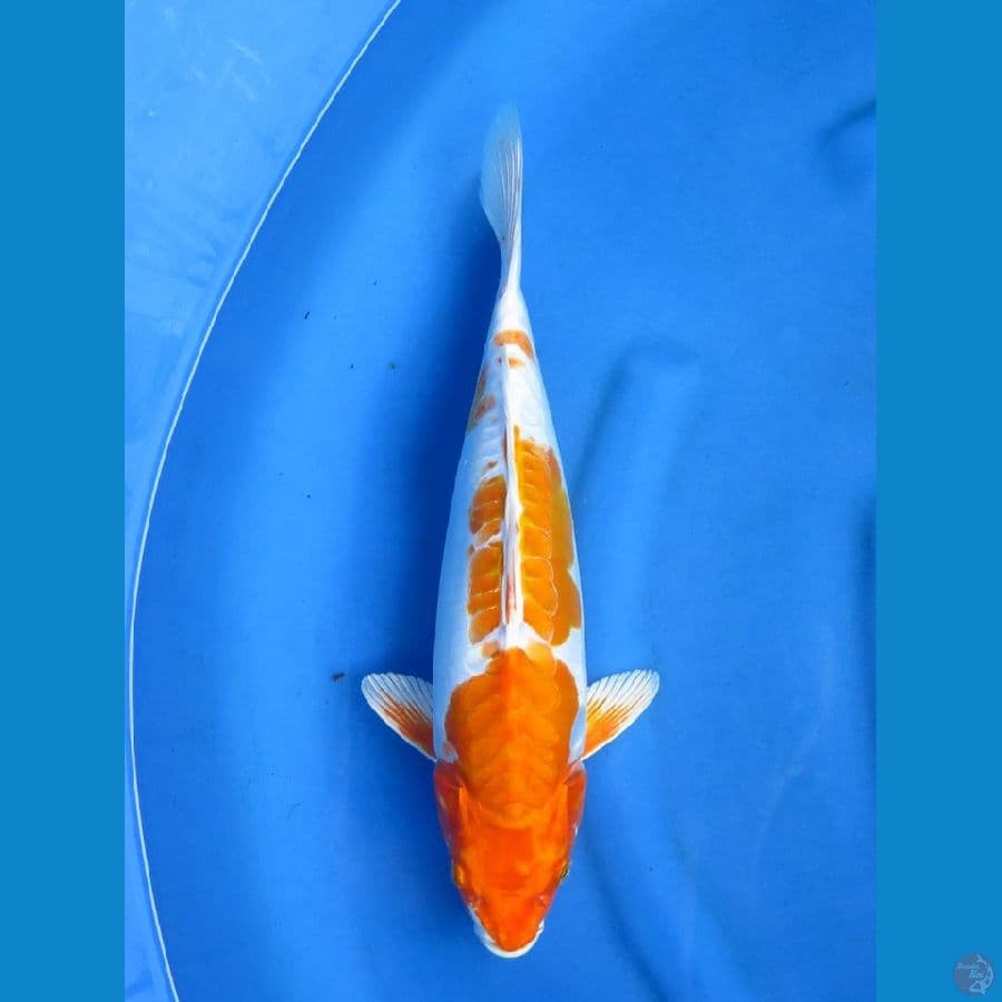 Jumbo kin khusui 38cm Tosai