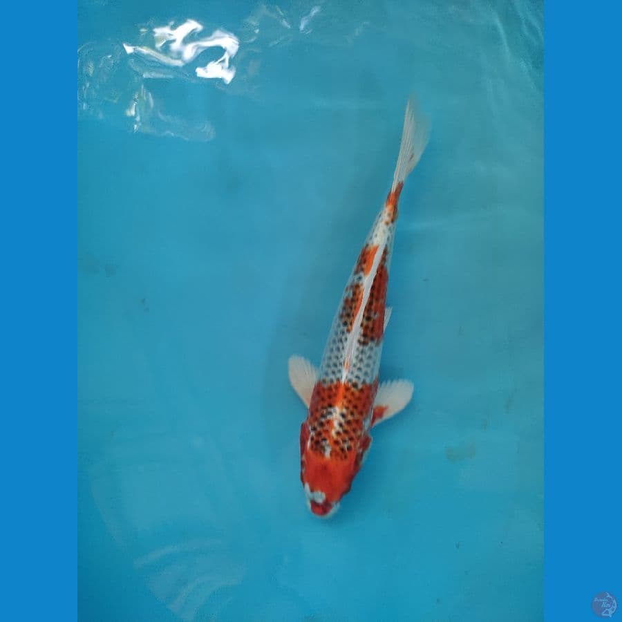 kujaku motogoromo 35 cm male