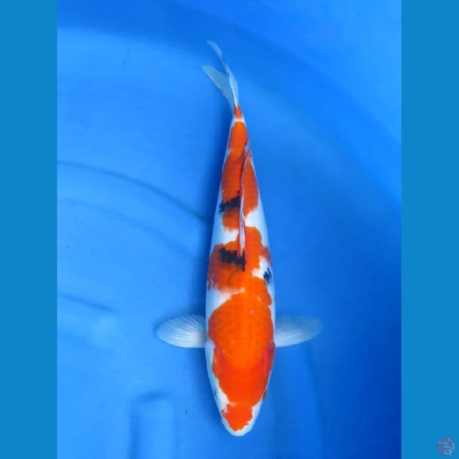 Sanke F1 41cm Tosai