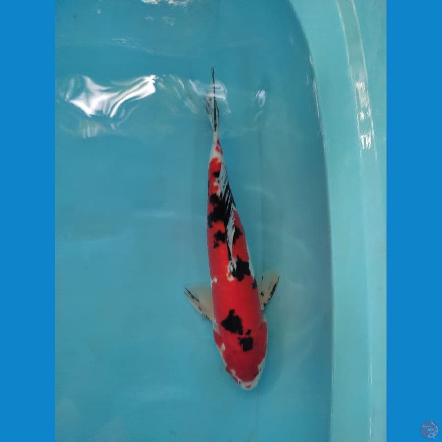 doitsu merah strong 35 cm male