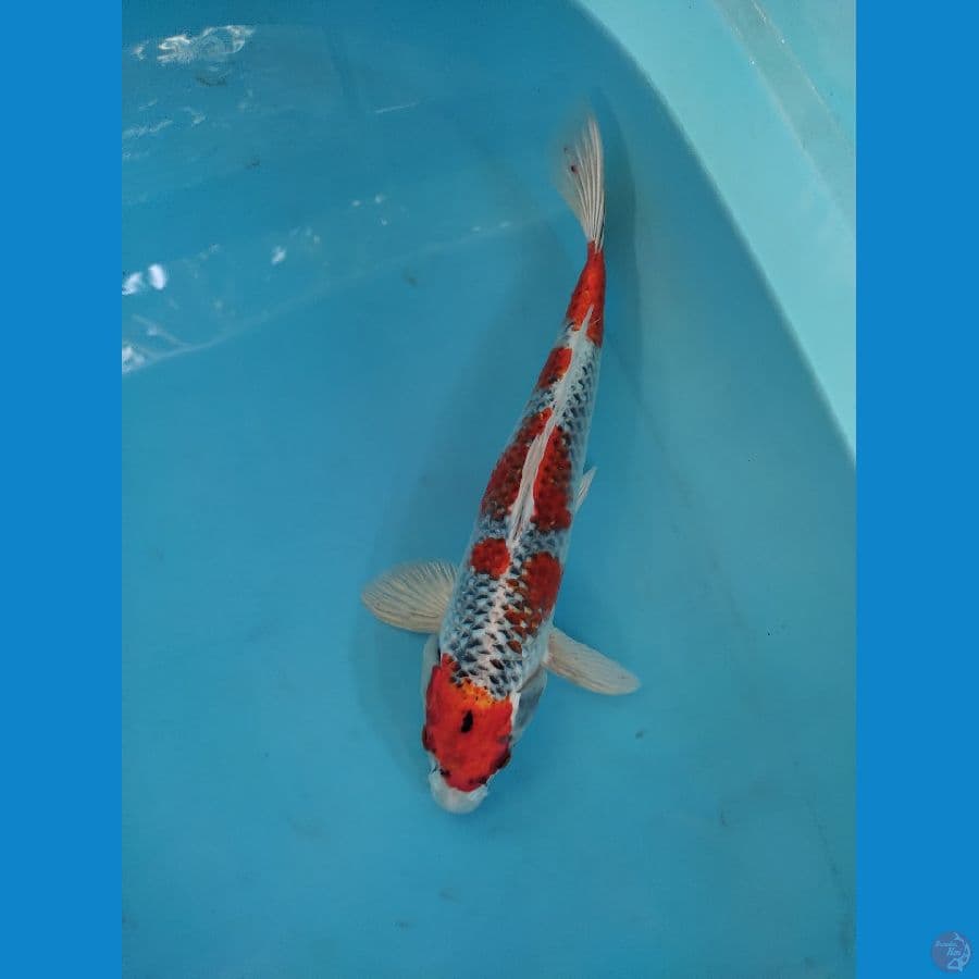 male ghosiki 35 cm