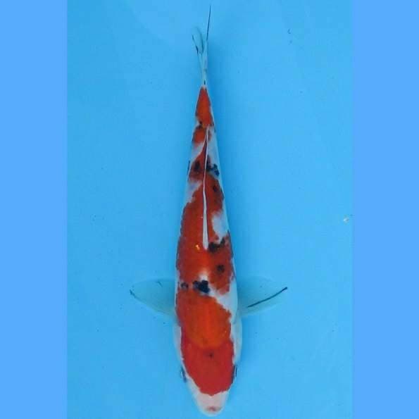 Near Koi - Sanke 21cm