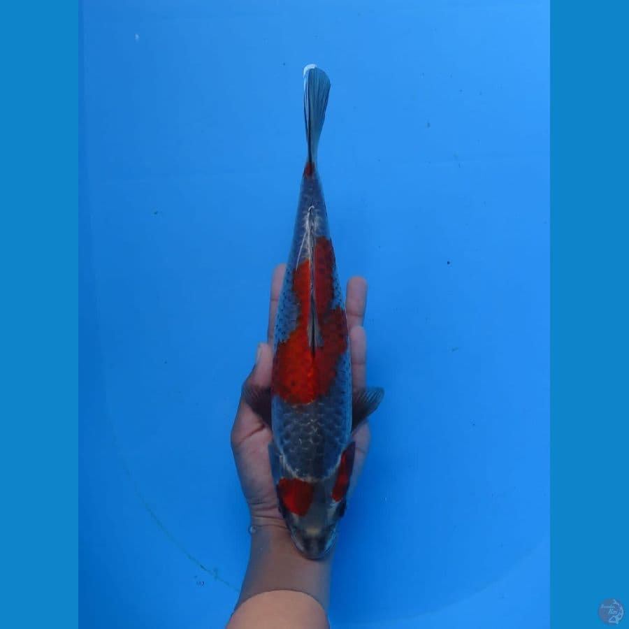 kogane ociba 27cm Tosai