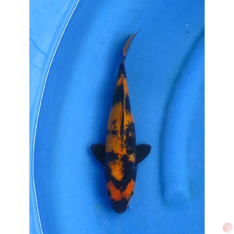 28cm - Hi Utsuri