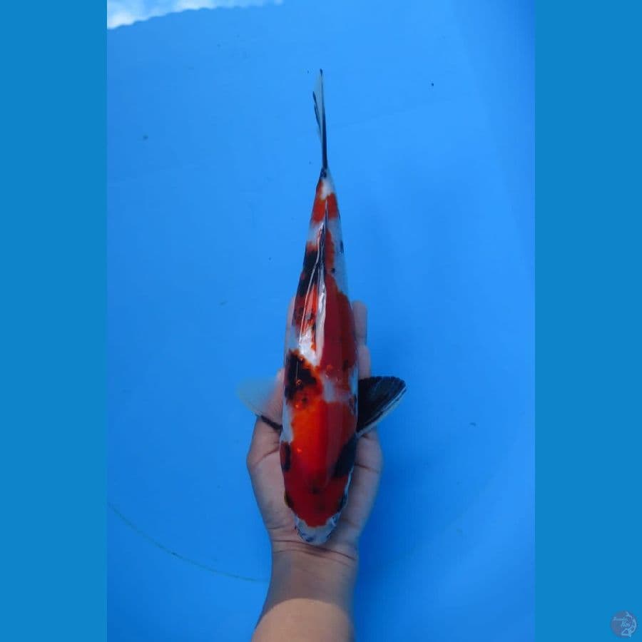 Red showa 27cm Tosai