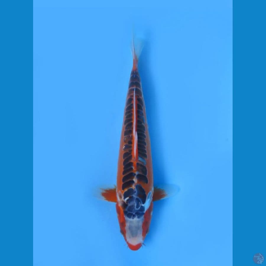Hanna Shusui 33cm Tosai