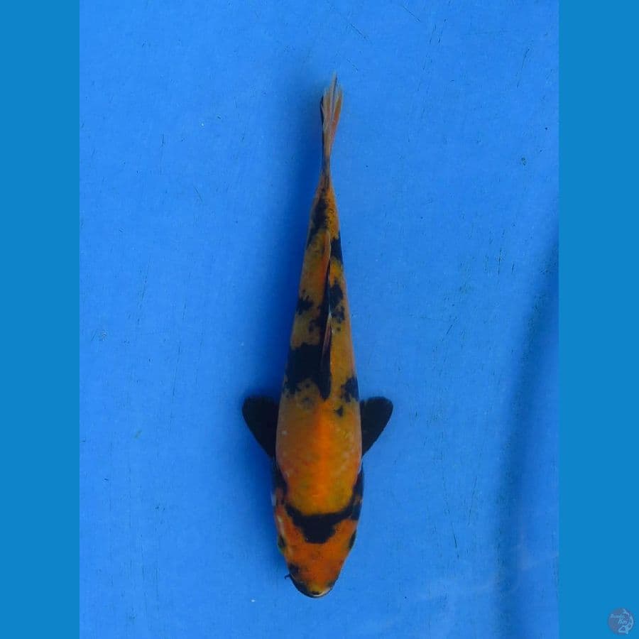 utsuri tembus sq 15 cm Tosai