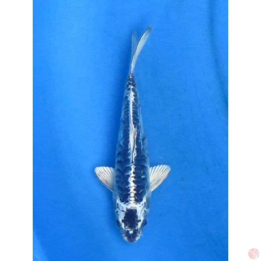 20cm - SQ Kawarimono
