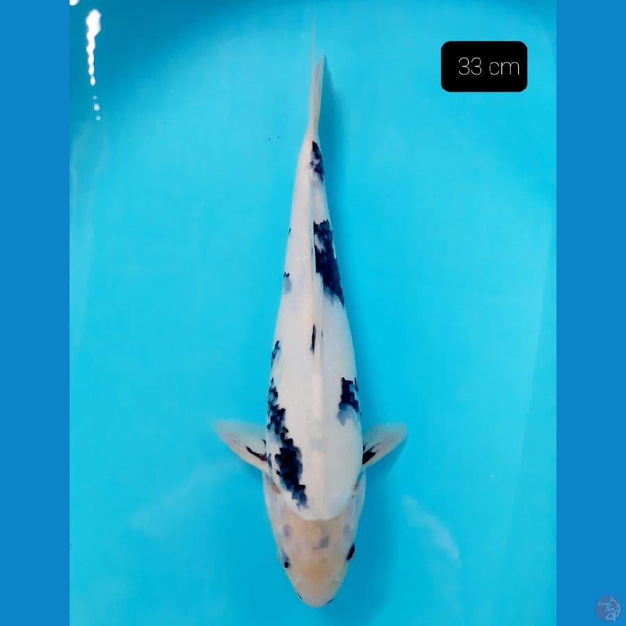 grade A 33 cm