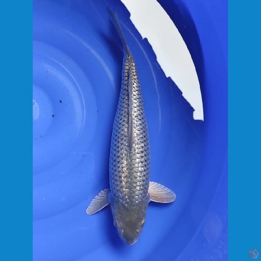 Soragoi Ginrin 41CM