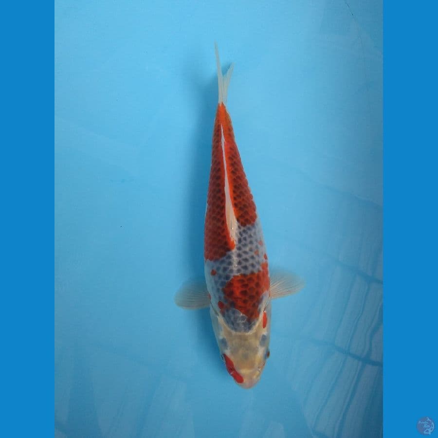 gosiki bulky merah 31 / F