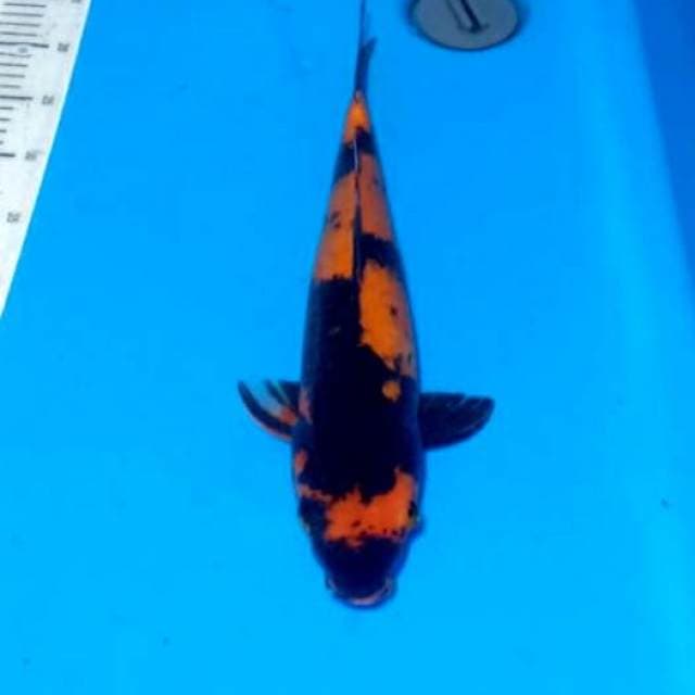 Hi utshuri 40cm