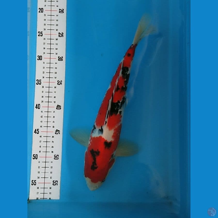 ~3~ Sanke 35cm