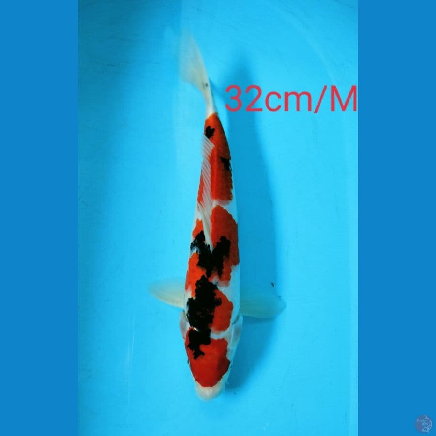 ~8~ Sanke SQ 32cm