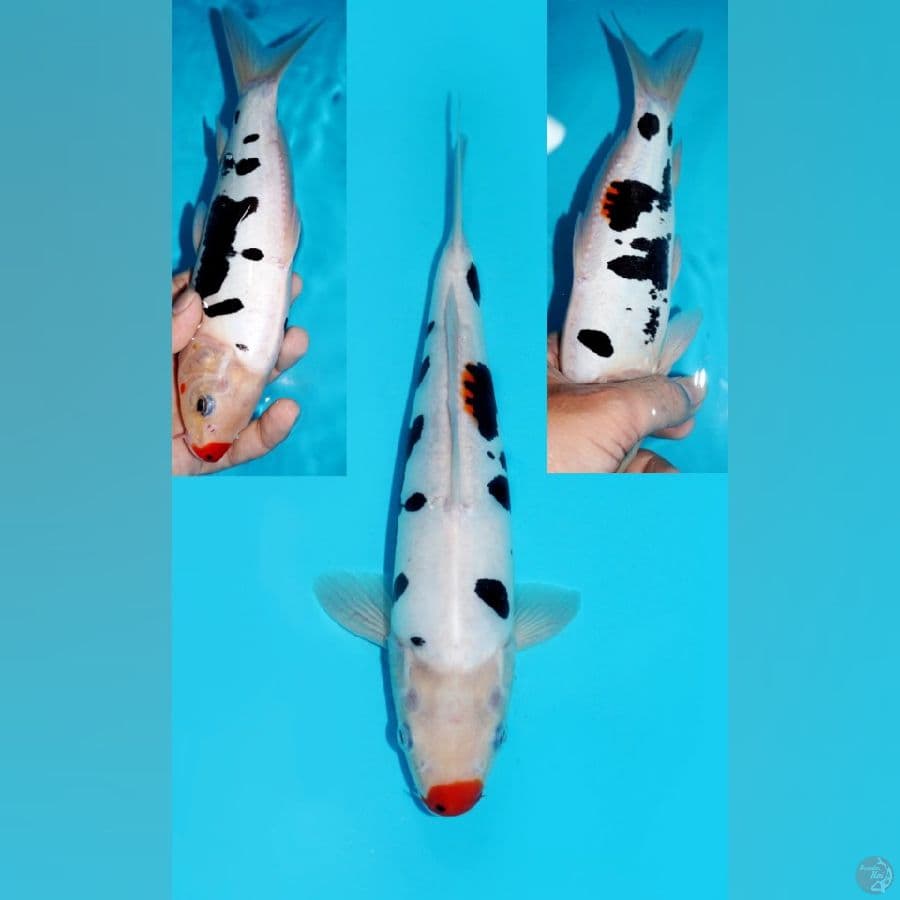 KUMONRYU KUCIBENI, 26CM