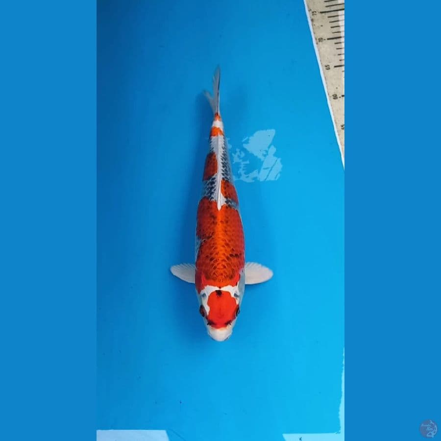 Kujaku 35cm Male