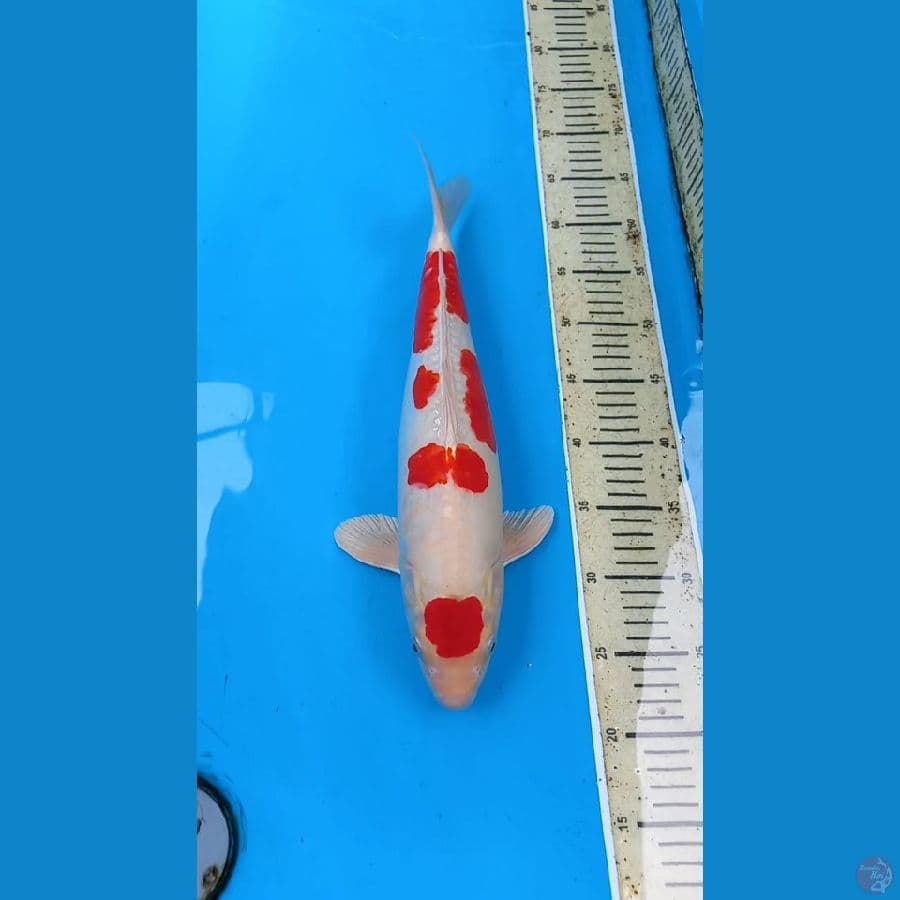 Kikushui 40cm Male