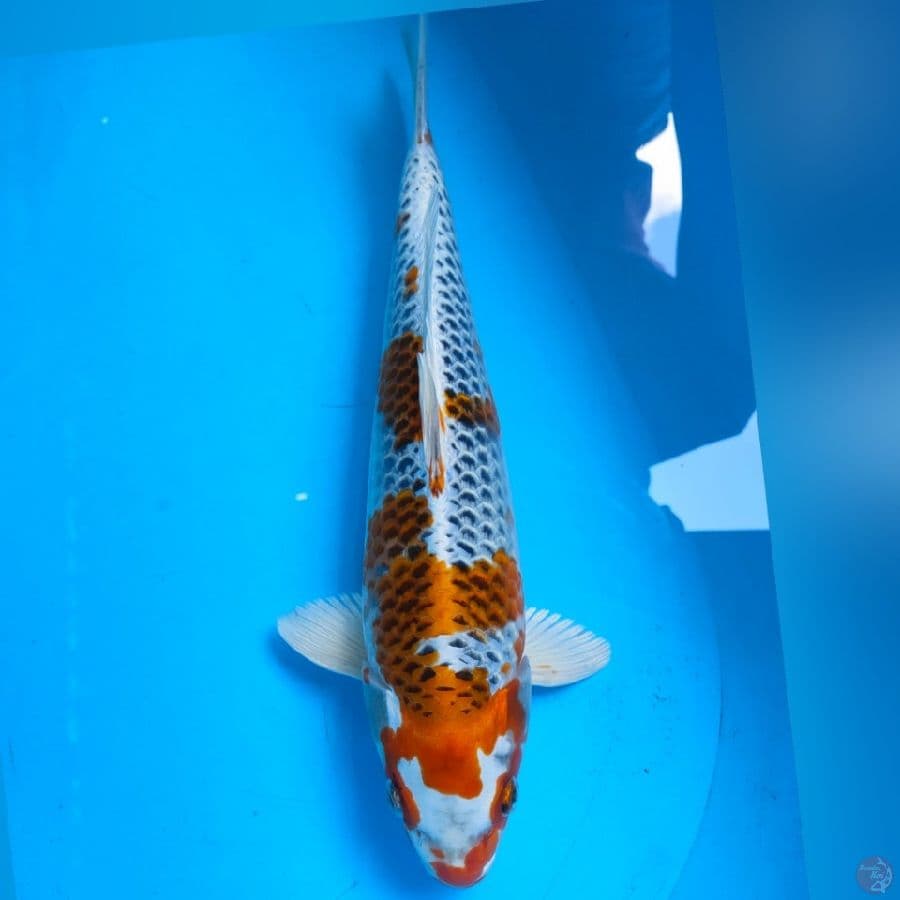 KOJAKU 35CM