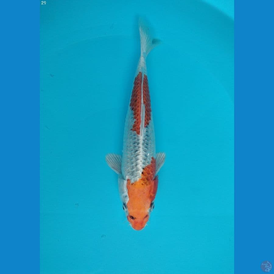 Kujaku 29cm