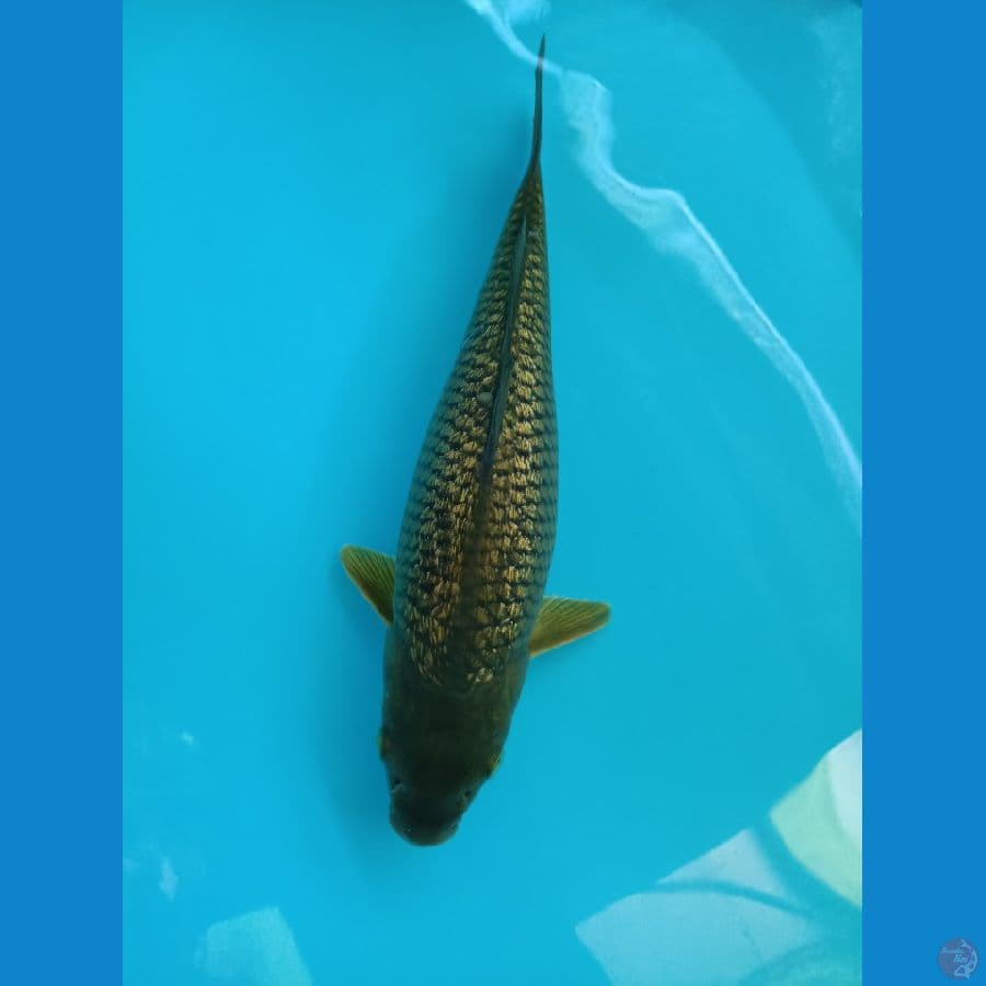 Midori Ginrin 34cm Bulky