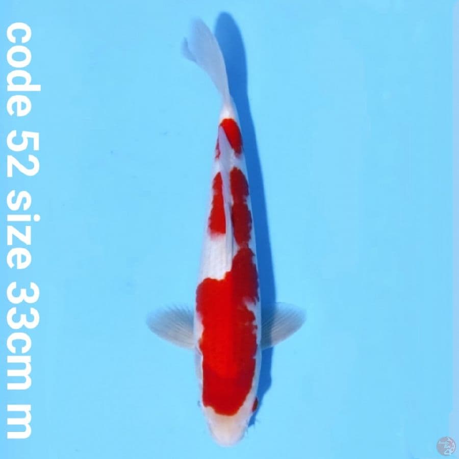 Kohaku beni solid