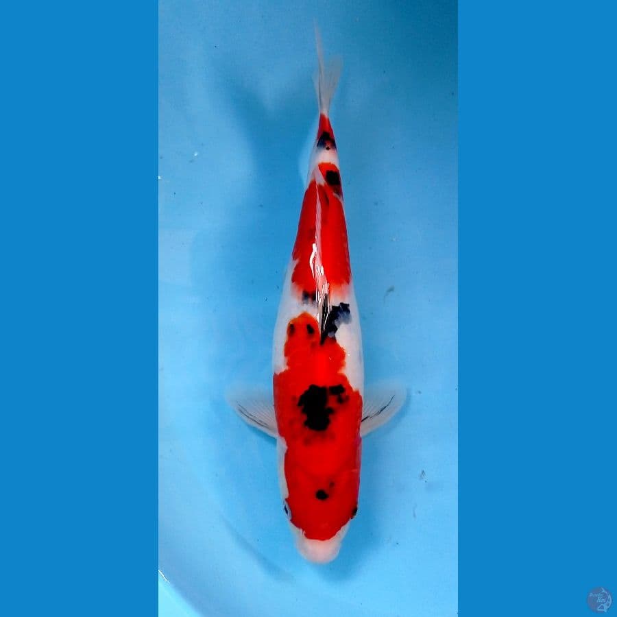 sanke 33cm