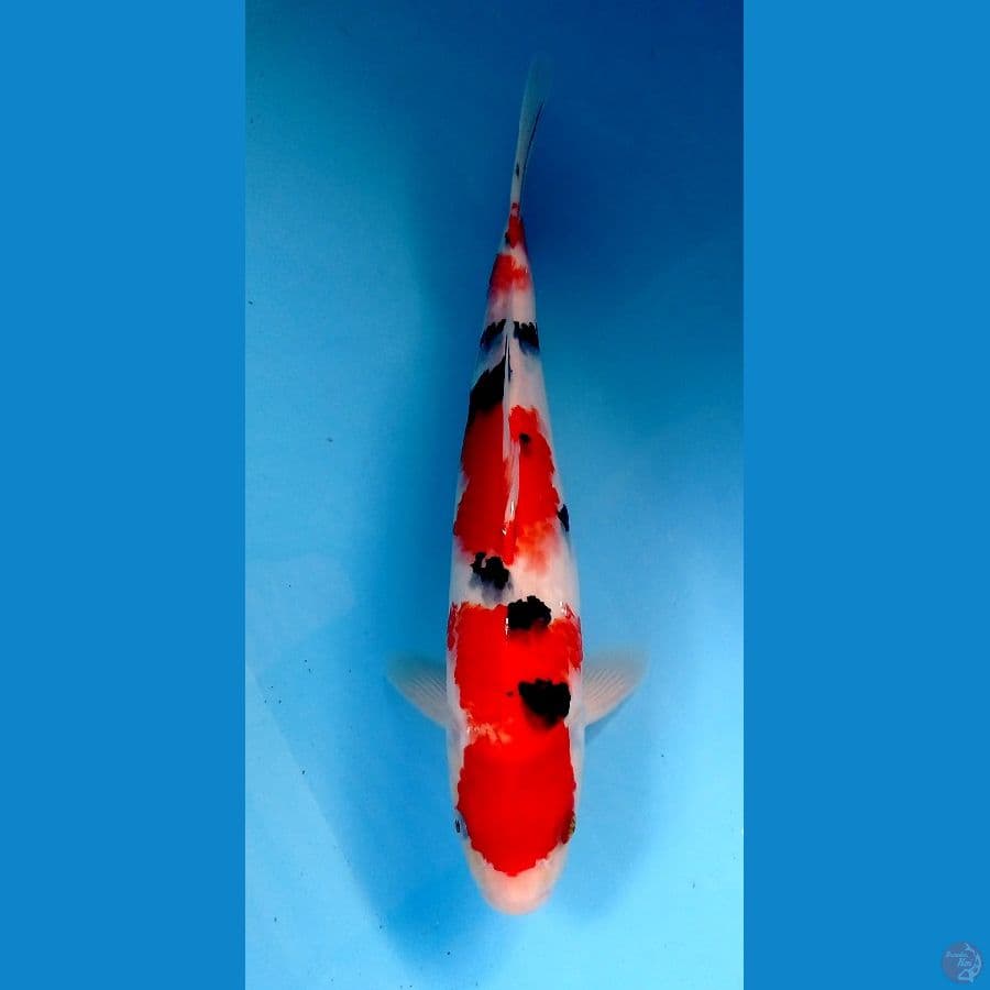 sanke 32cm