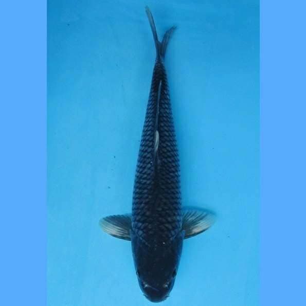 Near Koi - Soragoi 36cm