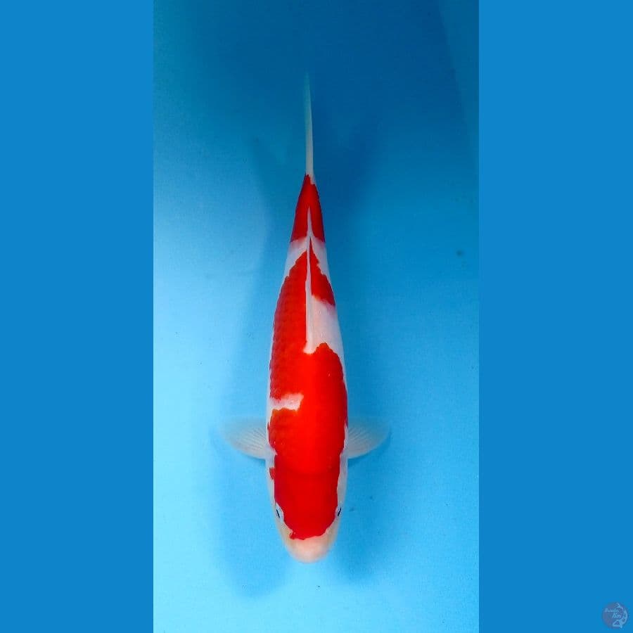 kohaku 29cm