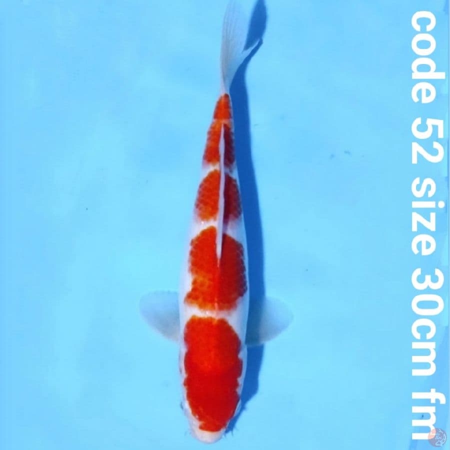 Kohaku 4 step
