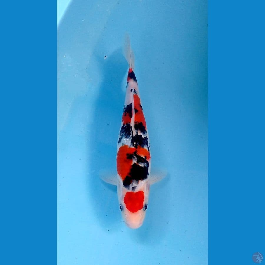 sanke 28cm