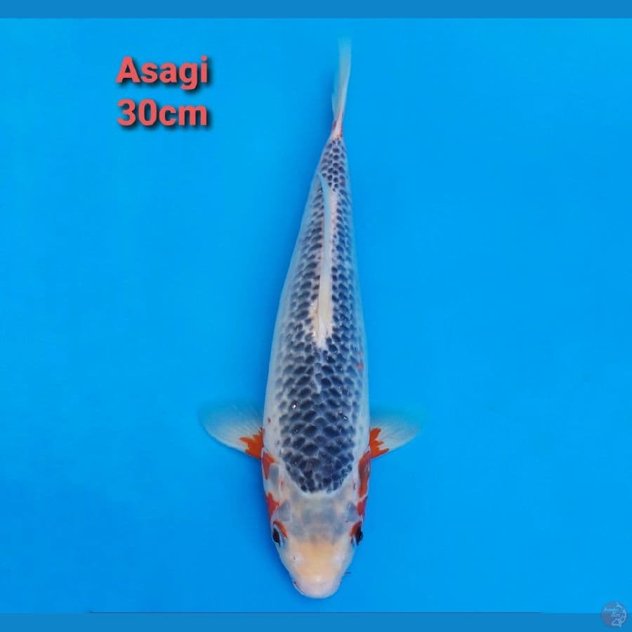 ASAGI 30CM PROSPEK, SIRIP DAN SAMPING WARNA MERAH