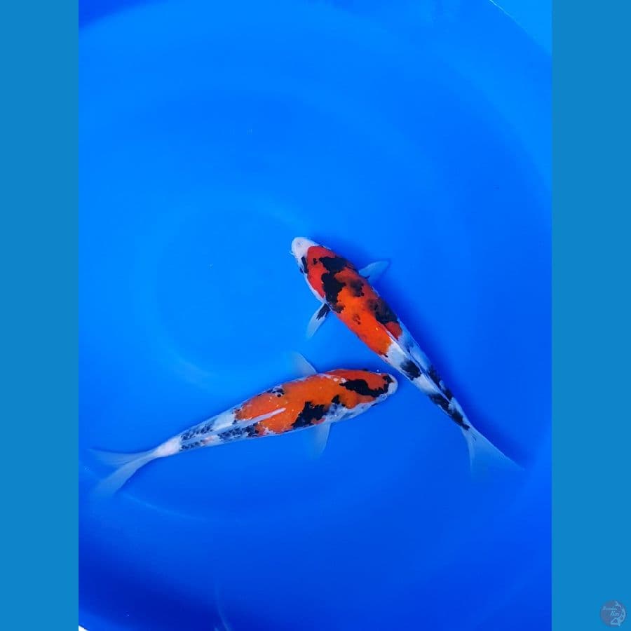 kindai Showa 27cm