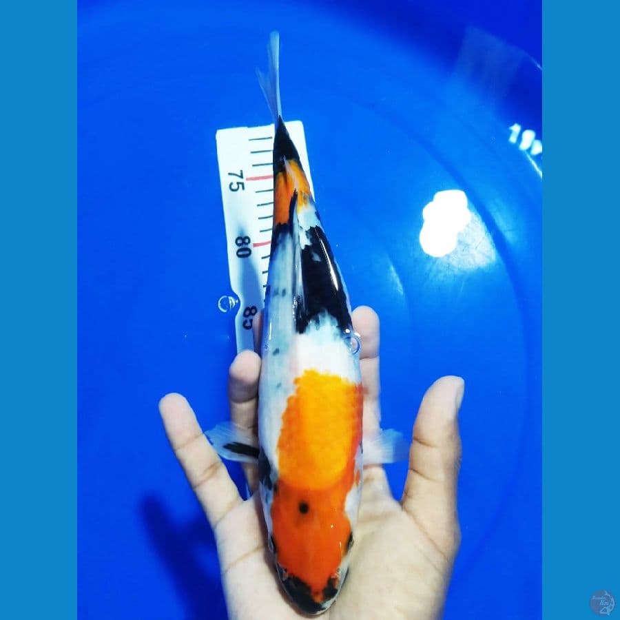 JK0022 - Showa sanshoku size 27cm