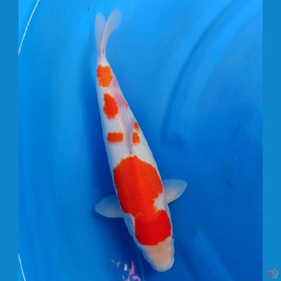 kohaku f1 matsue
