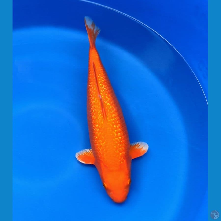 Ginrin Karamel