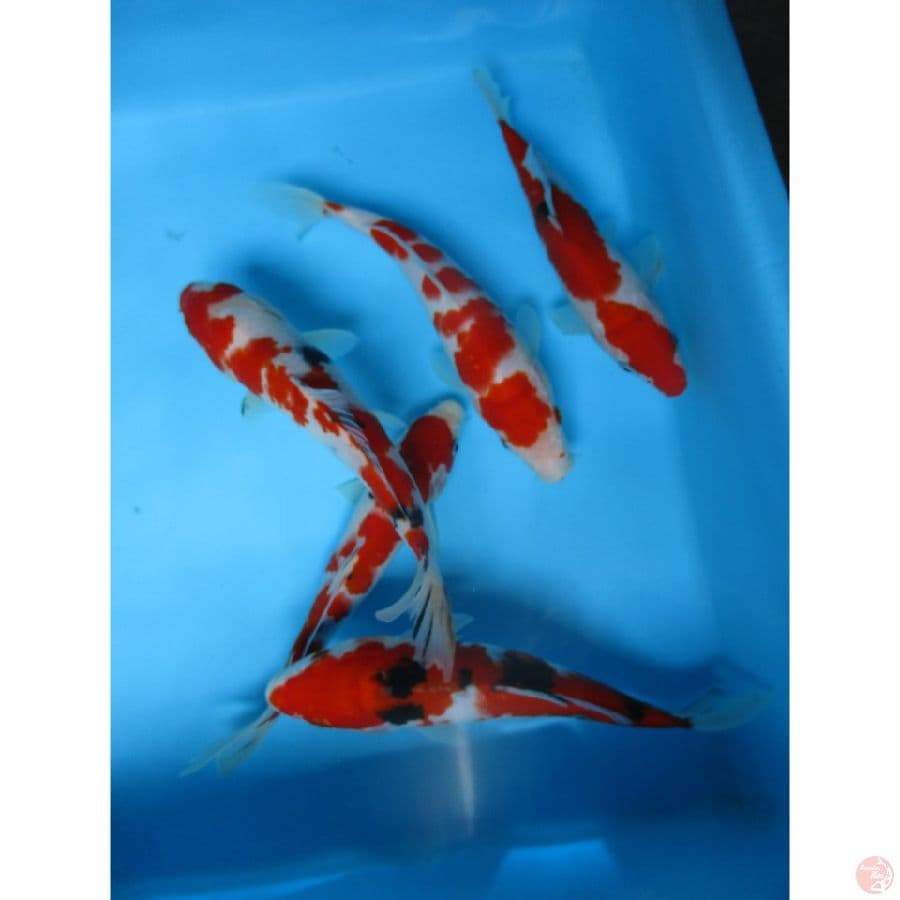 mix kohaku sanke