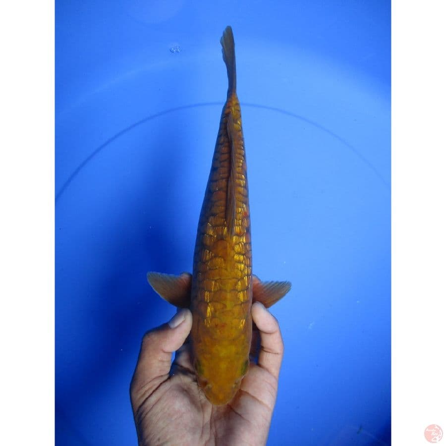 cagoi sisik naga ginrin