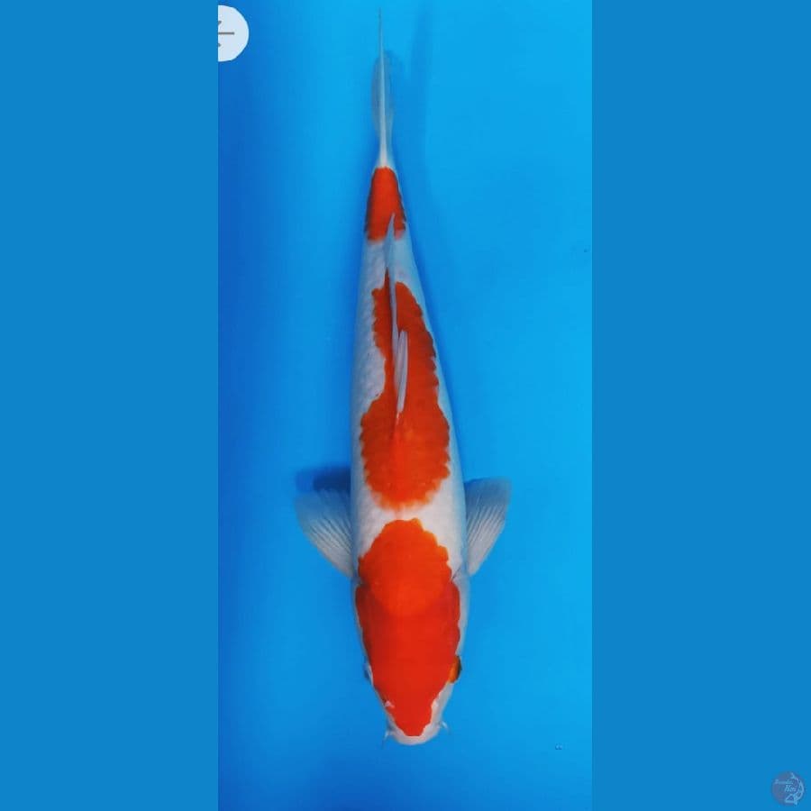 42cm kohaku sandan Male