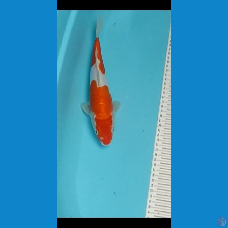 DOITnya murni KOHAKU