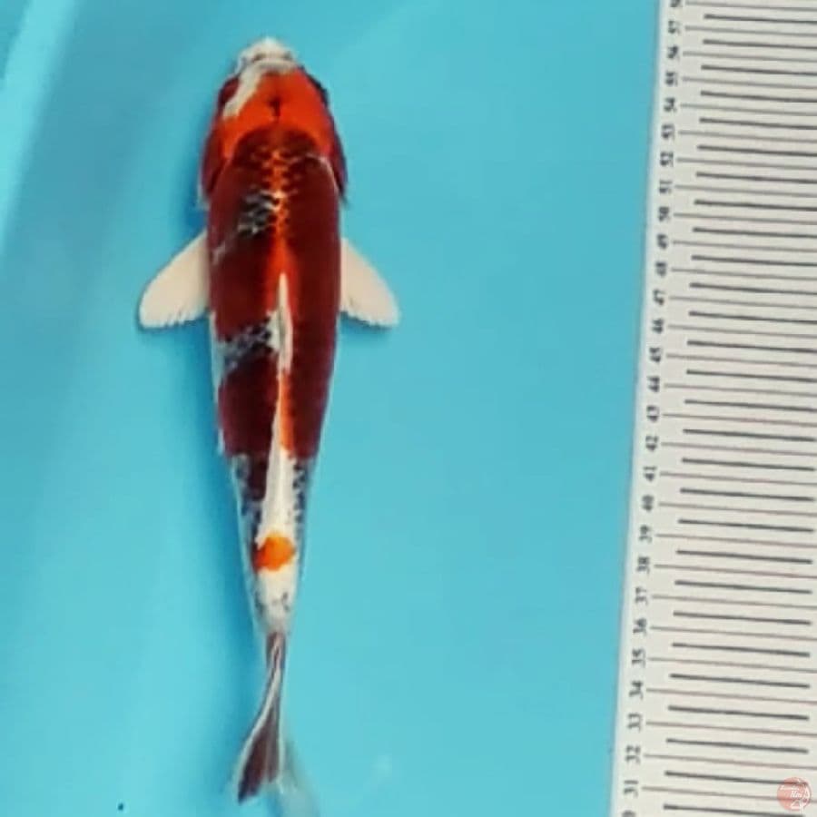 RED kujaku