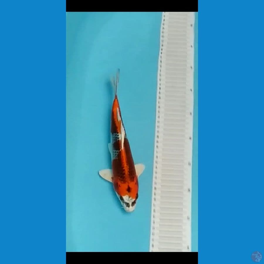 RED KUJAKU