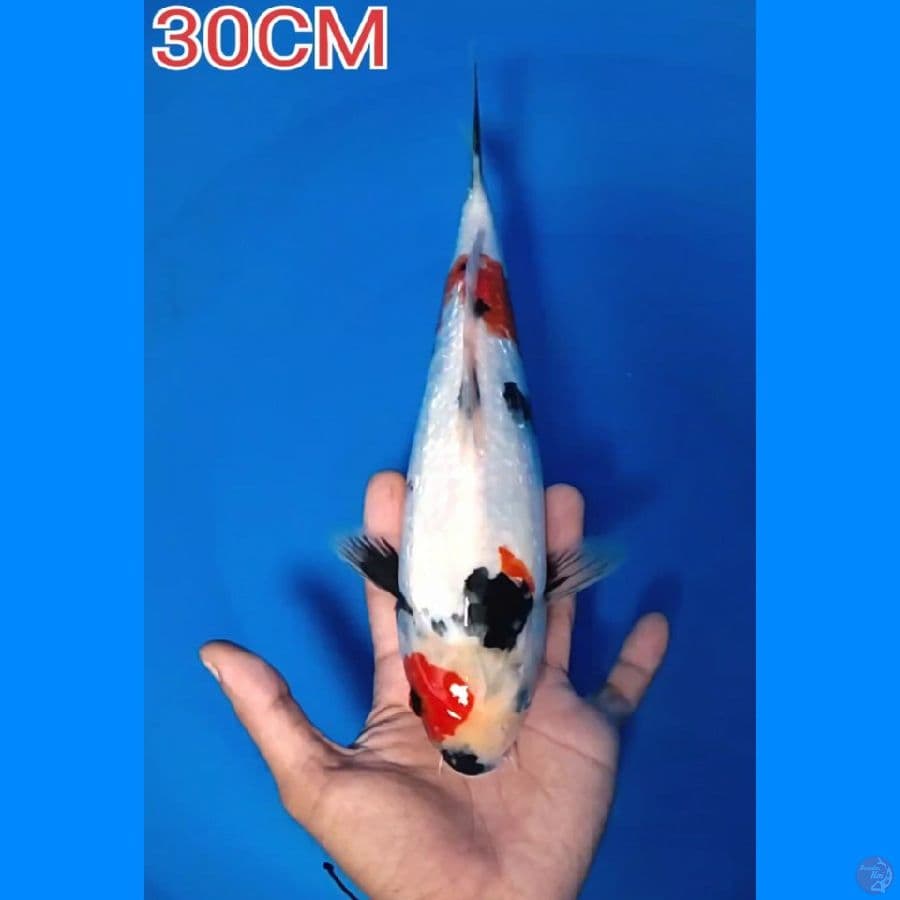 KINDAI SHOWA GINRIN 30CM